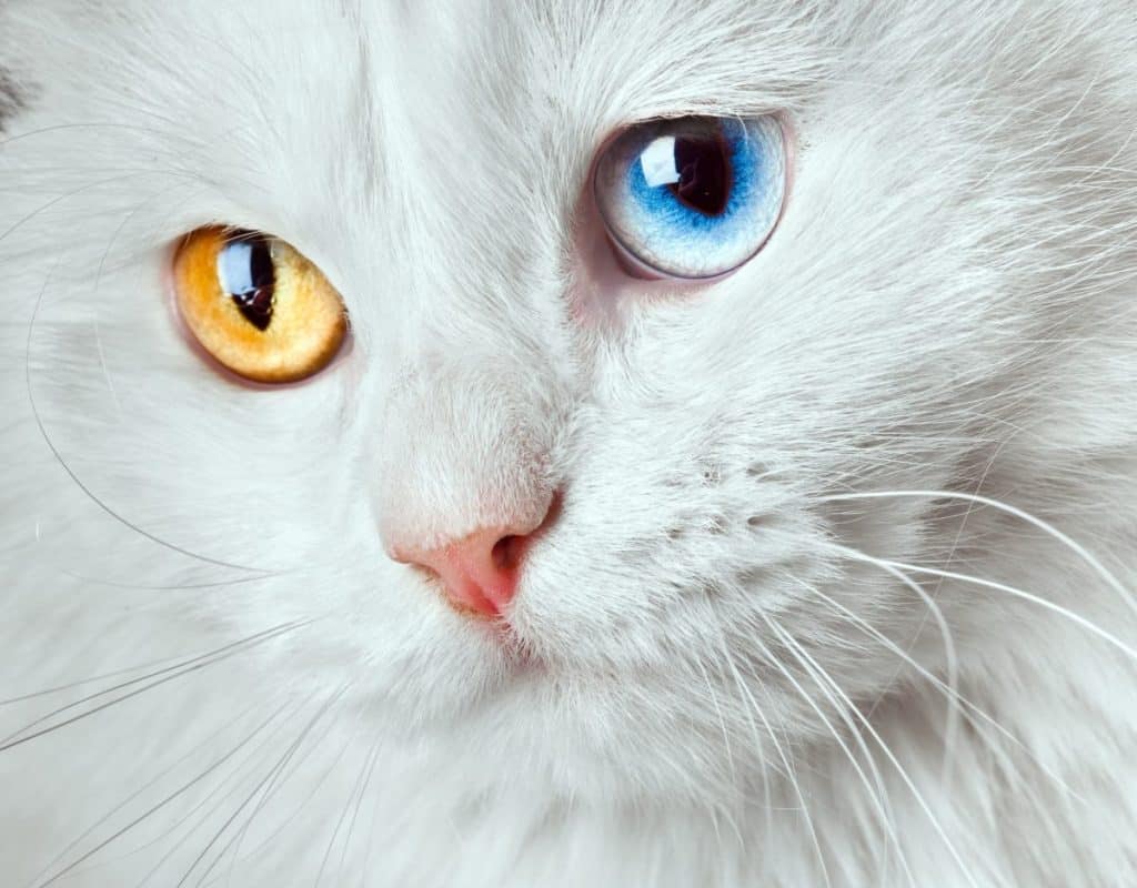 cat colors and their meanings