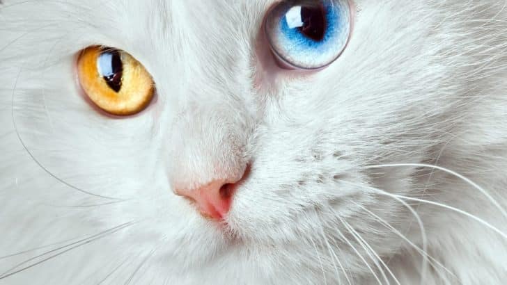 The Spiritual Significance of Cat Colors and Their Meanings