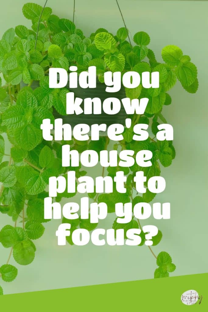 Did you know there's a house plant to help you focus?