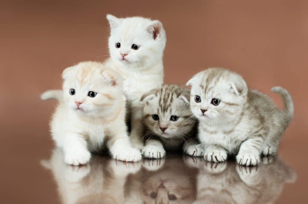 different kitten colors
