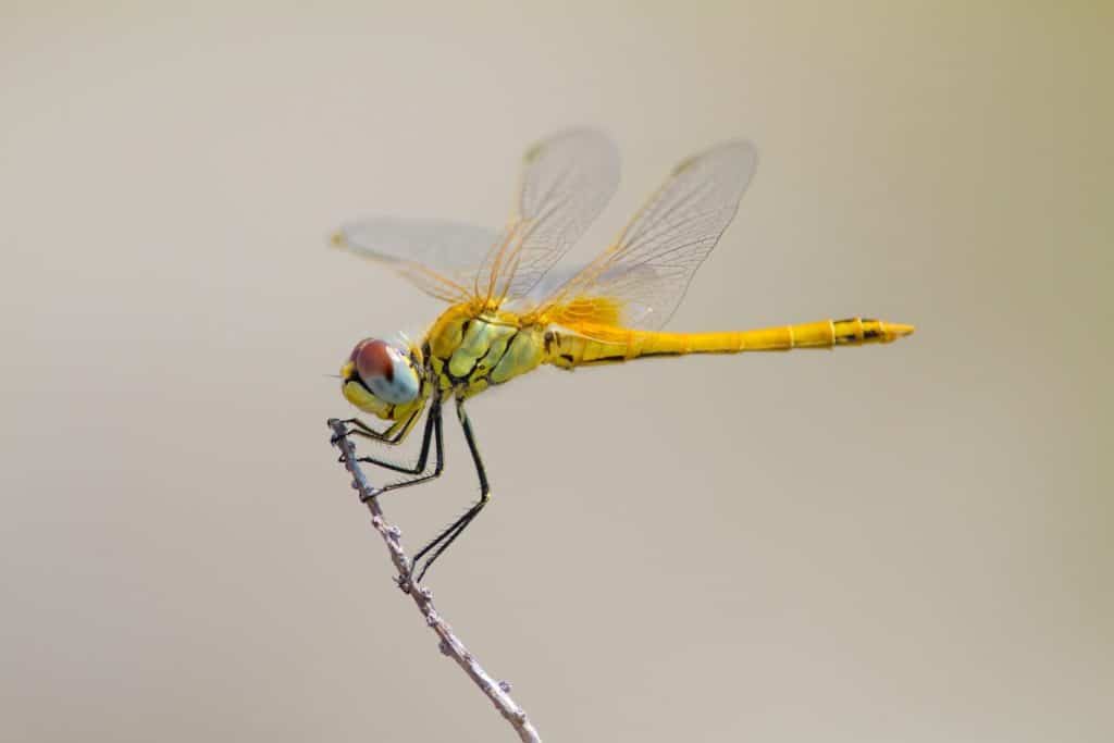 the dragonfly