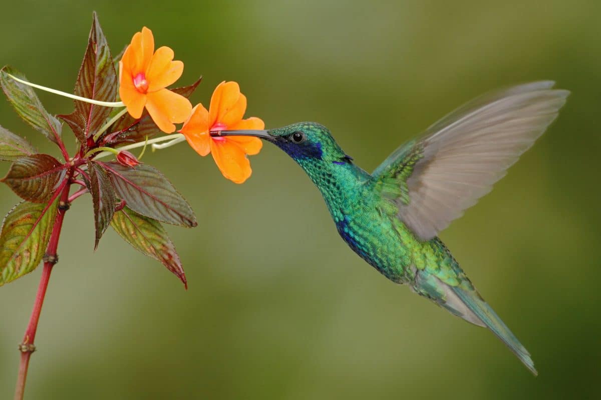 The Enchanting Hummingbird: Vibrant Signs from Departed Loved Ones