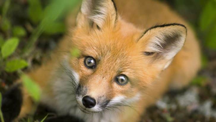 Unveiling the Spiritual Significance of the Wise and Mysterious Fox: Messages from Departed Loved Ones
