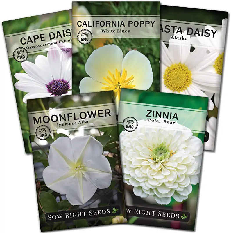 Moonflower: A Guide to This Enchanting Night Bloomer