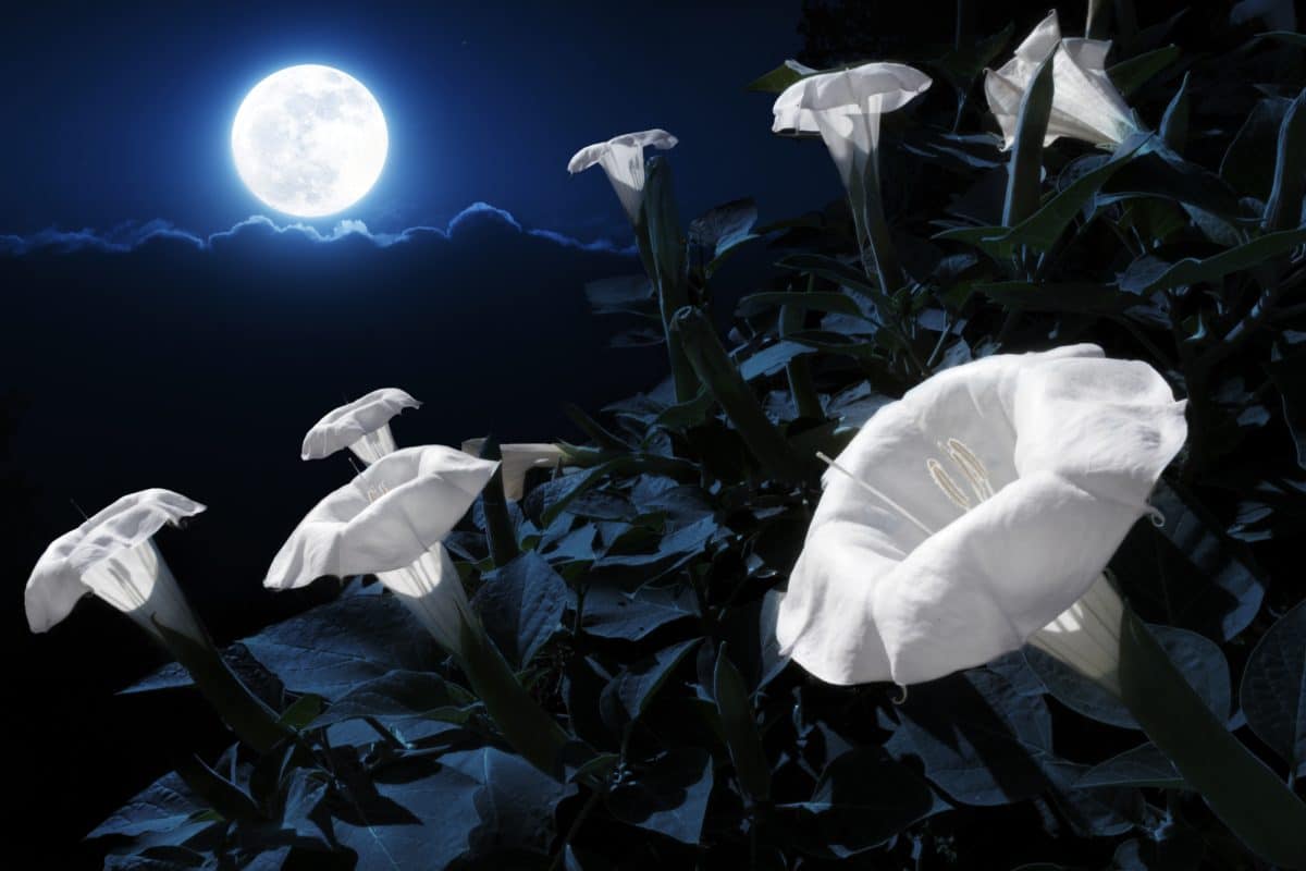 Moonflower: A Guide to This Enchanting Night Bloomer