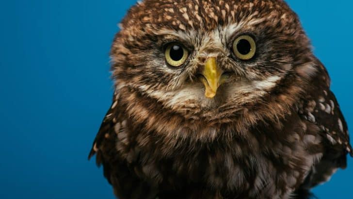 The Mysterious Owl: Wisdom and Guidance from Departed Loved Ones