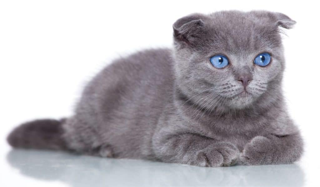 russian gray cat