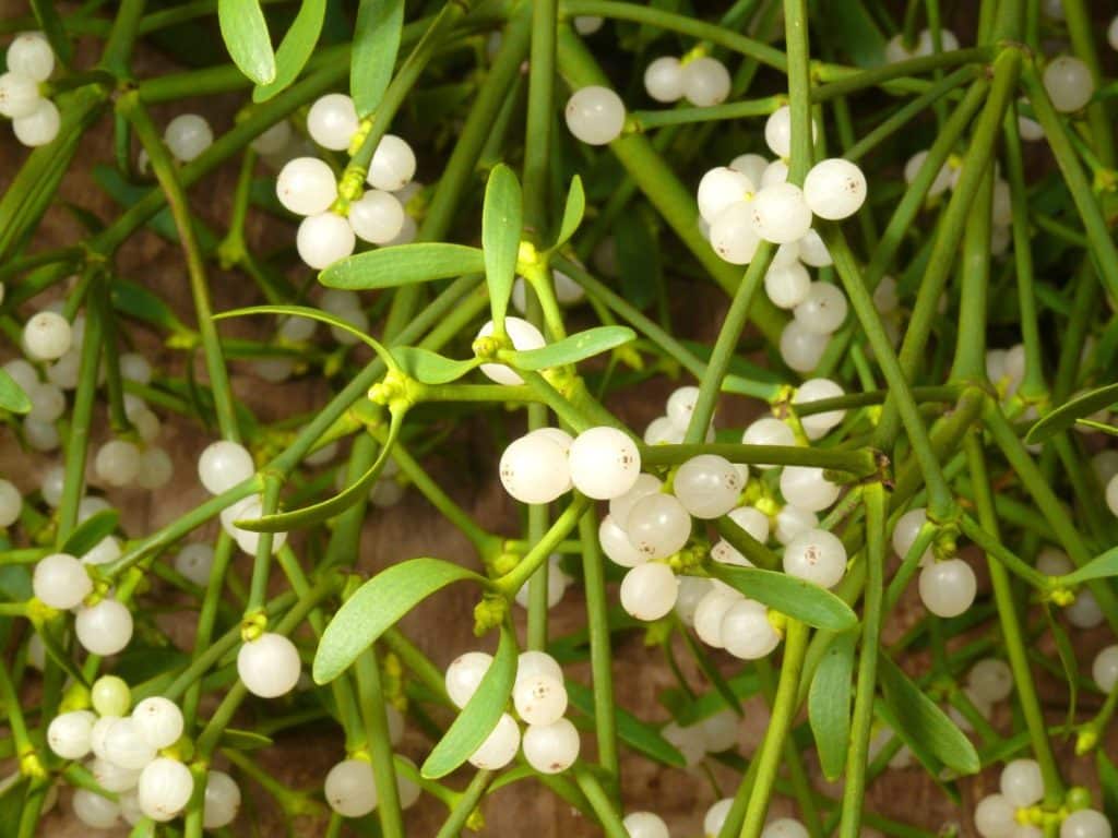 spiritual meaning of mistletoe