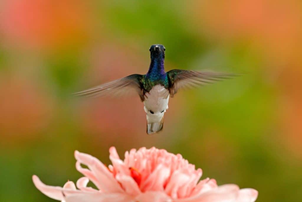 hummingbird