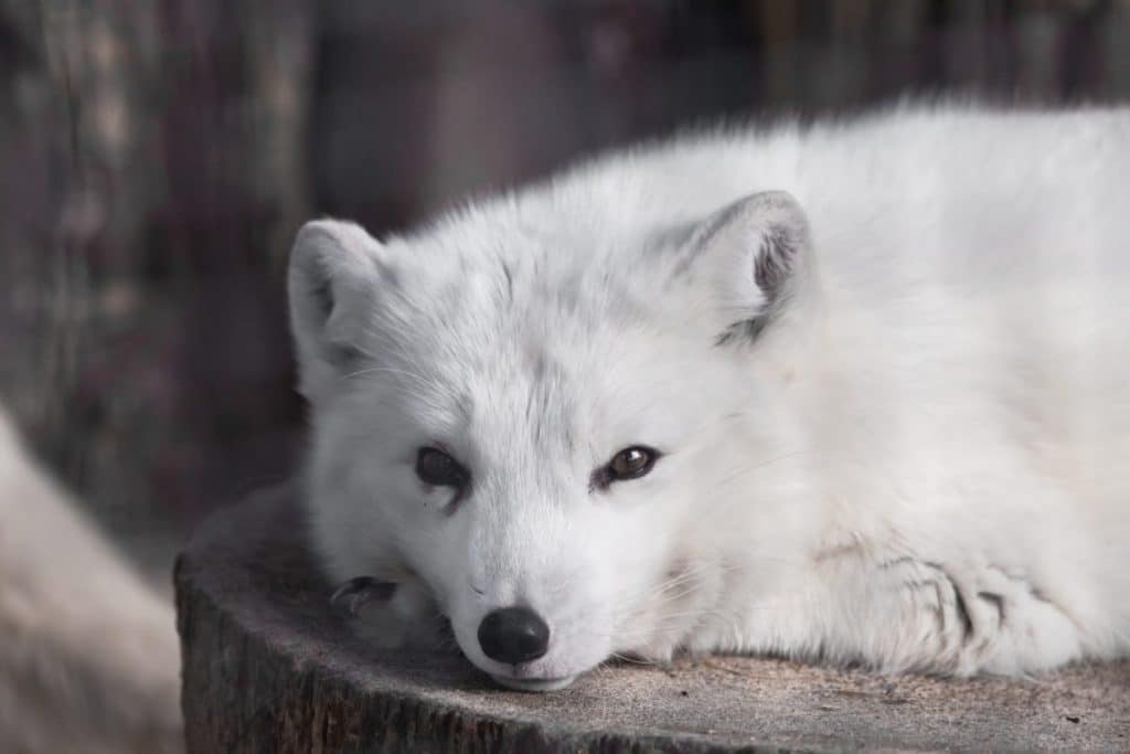 white fox