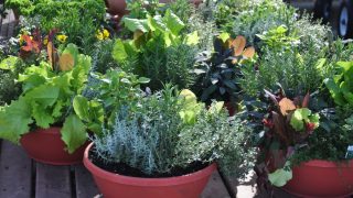 Incorporating Herbs in Your Daily Rituals