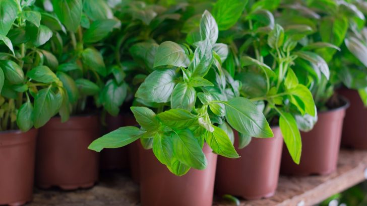 Herb Profile: Basil – The Prosperity Plant and its Multifaceted Significance