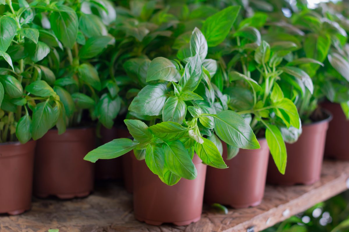 Herb Profile: Basil – The Prosperity Plant and its Multifaceted Significance