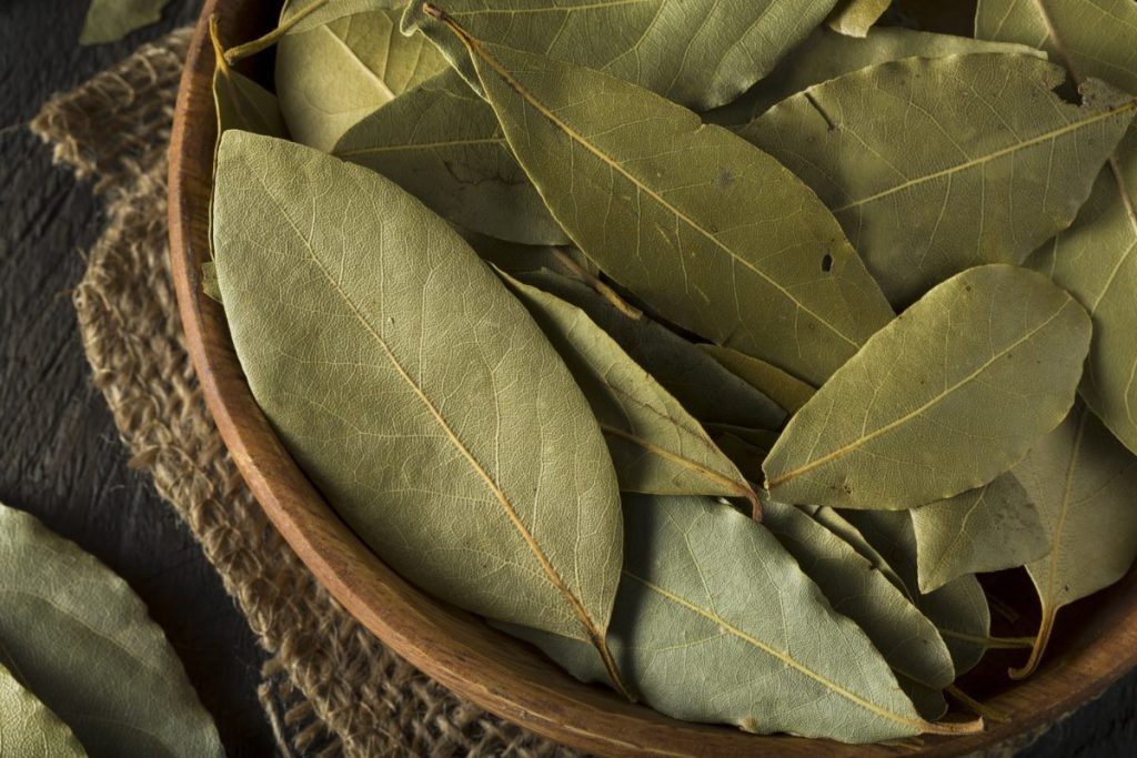 Bay Leaf