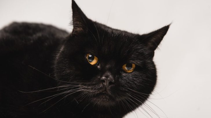 A Whisker’s Tale: The Fascinating Superstitions and Beliefs About Black Cats