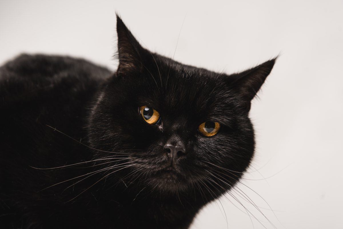 A Whisker’s Tale: The Fascinating Superstitions and Beliefs About Black Cats