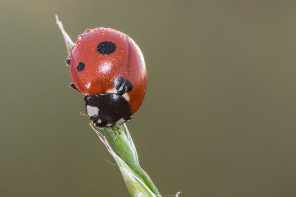 ladybug