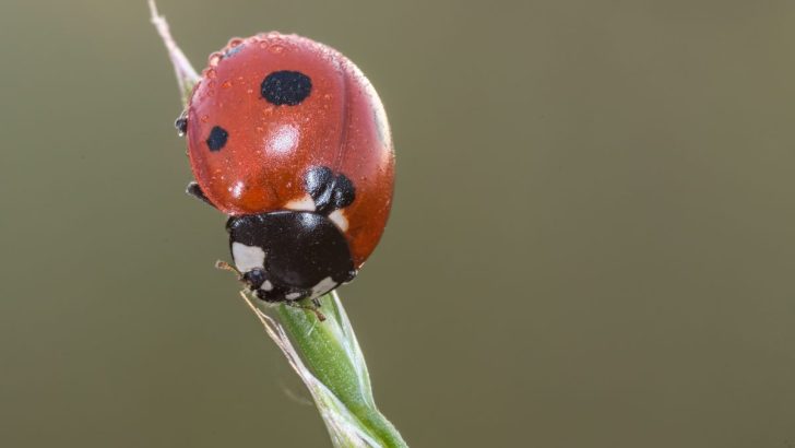 The Spiritual Significance of Ladybugs: Discover Their Divine Message