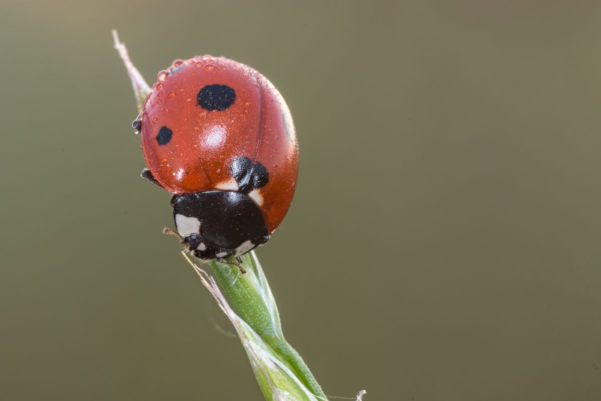 The Spiritual Significance of Ladybugs: Discover Their Divine Message
