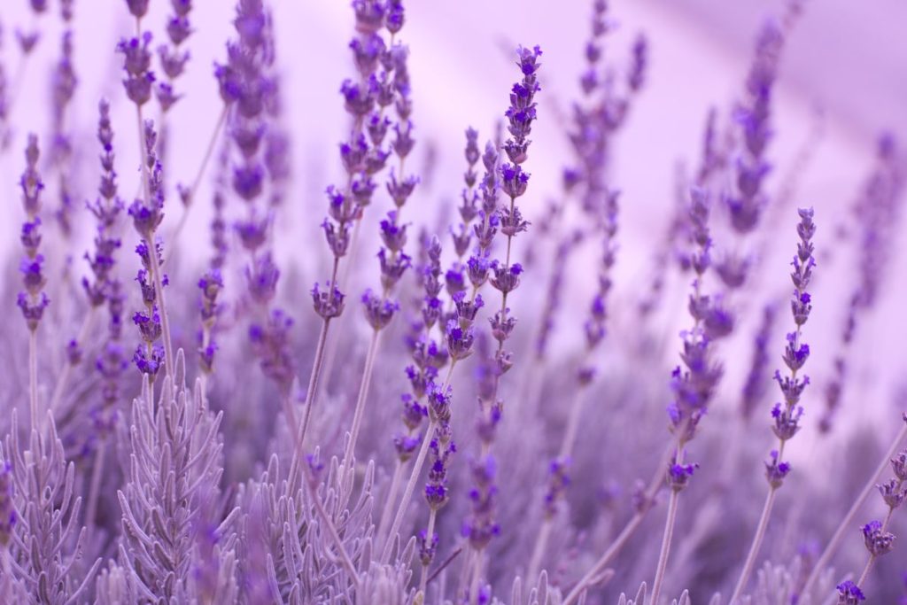 Herb Profile: Lavender - The Herb of Tranquility