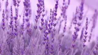 Herb Profile: Lavender - The Herb of Tranquility