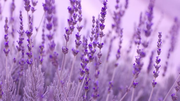 Herb Profile: Lavender – The Herb of Tranquility and Its Soothing Charm
