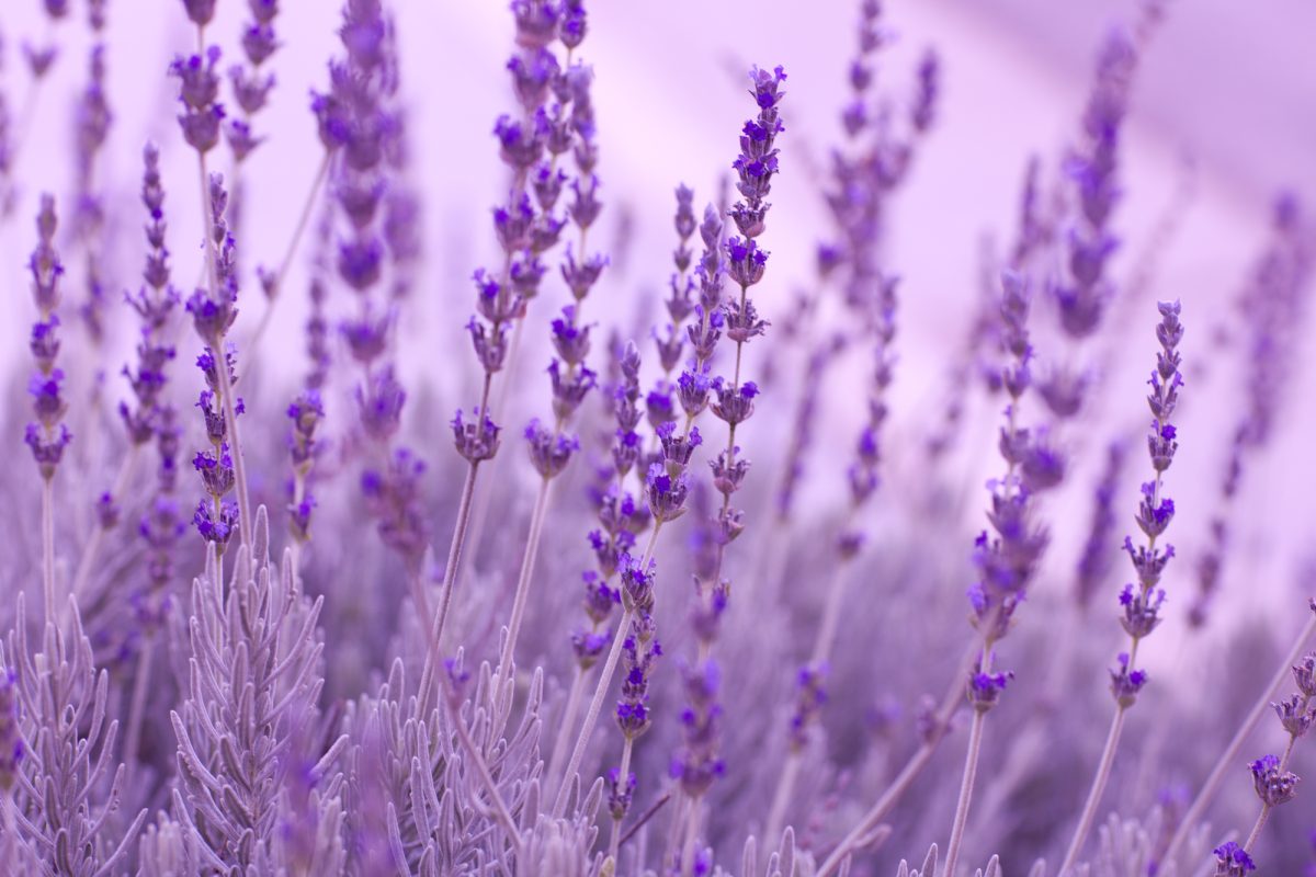 Herb Profile: Lavender – The Herb of Tranquility and Its Soothing Charm