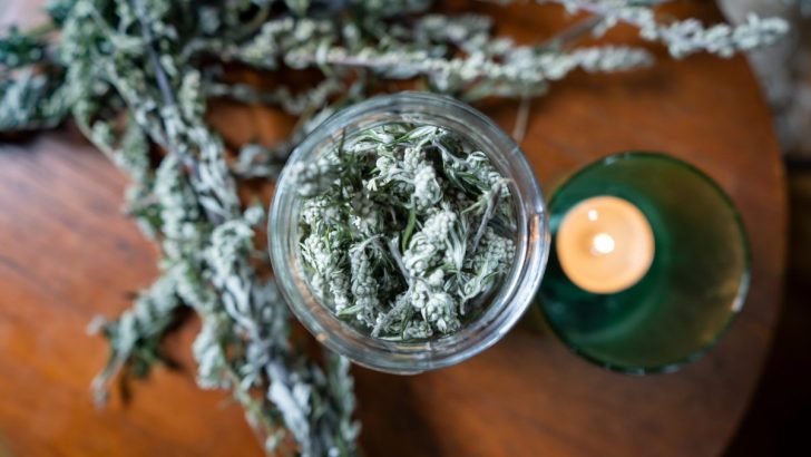 Herb Profile: Mugwort – The Dream Herb and Its Enigmatic Influence