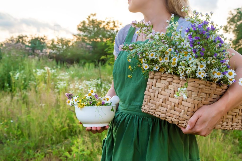 plants and herbalism