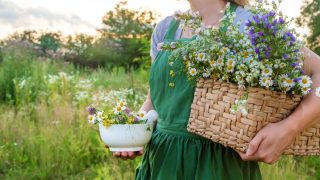 plants and herbalism