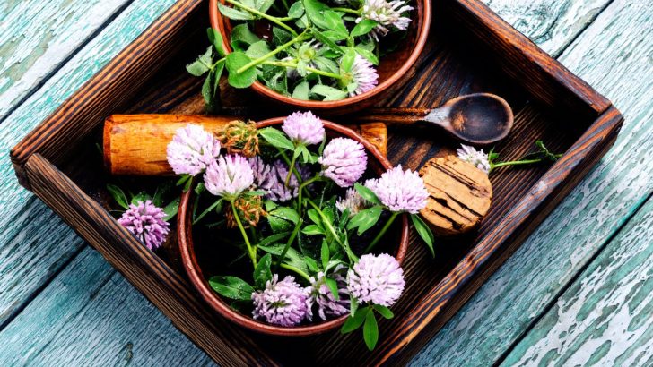 Using Herbs for Healing in Witchcraft