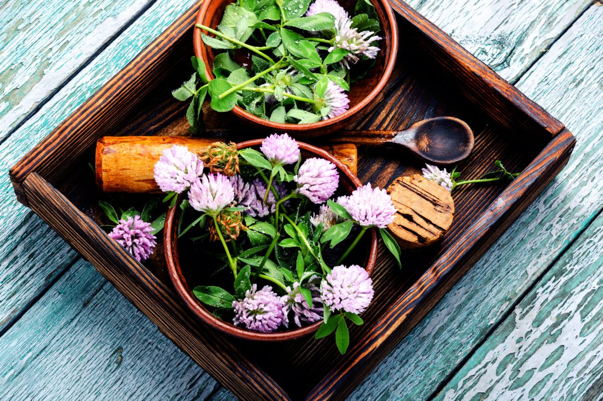  Using Herbs for Healing in Witchcraft
