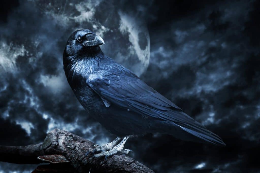 Crows and Ravens Aren't A Bad Omen. Here's Why...