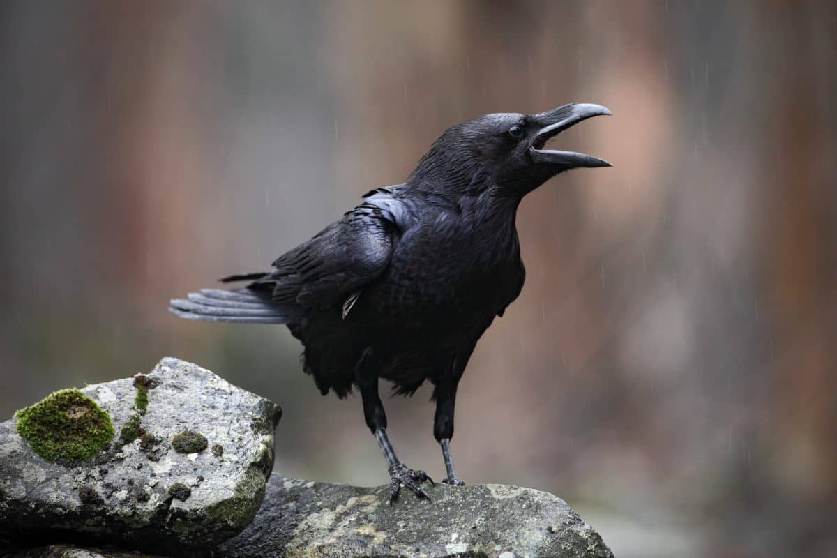 The Superstitions Surrounding Ravens and Crows: Witchcraft and Omens