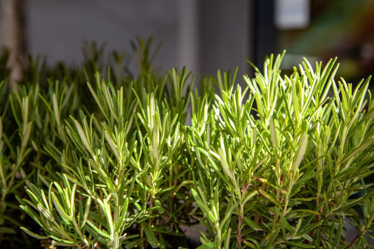 Herb Profile: Rosemary – The Love Herb and Its Powerful Benefits