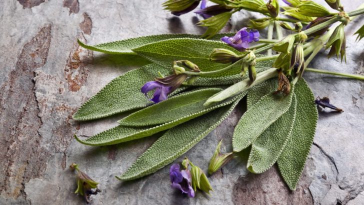Herb Profile: Sage – The Cleansing Power for Body and Spirit