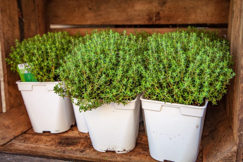 Herb Profile: Thyme - The Herb of Courage