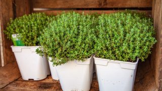 Herb Profile: Thyme - The Herb of Courage