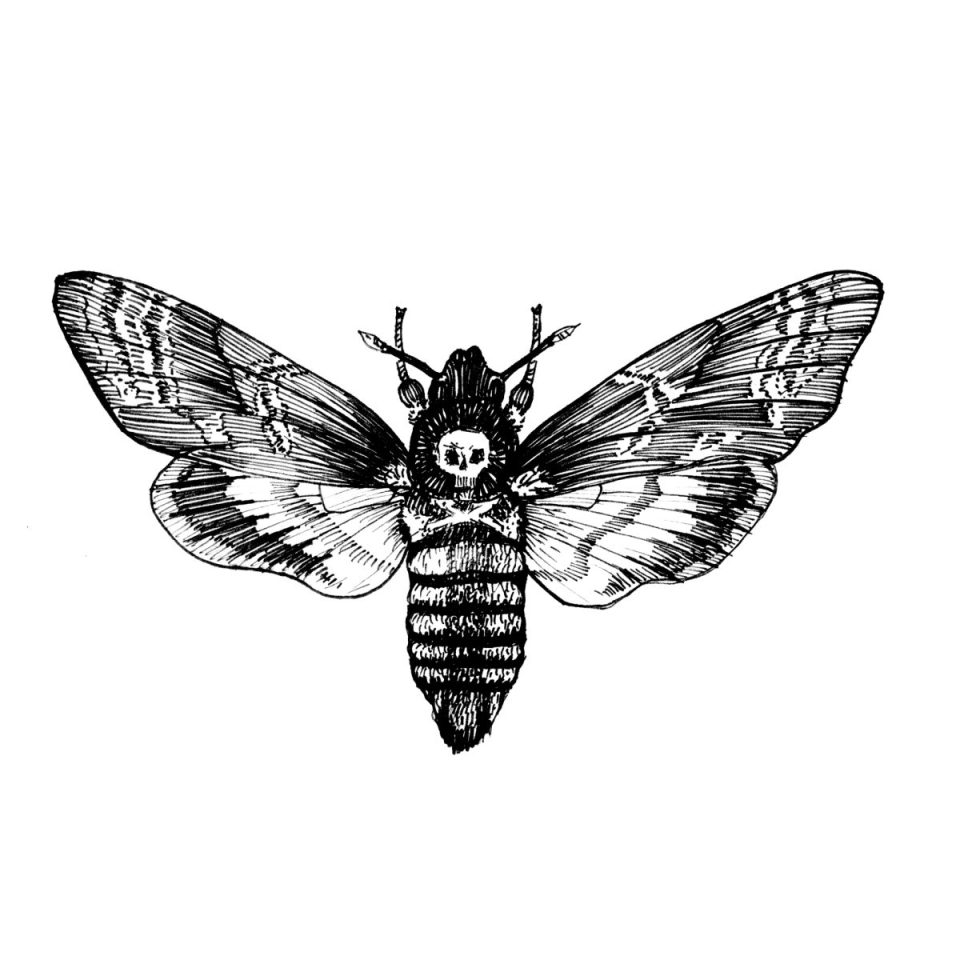 The Powerful Meaning Behind A Death's-Head Hawkmoth